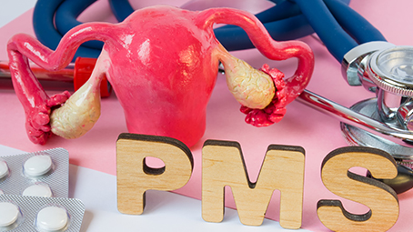Model of uterus and ovaries